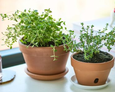 How To Grow Thyme at Home indoors | Grow Herbs in Pots – Gardening Tips