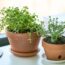 How To Grow Thyme at Home indoors | Grow Herbs in Pots – Gardening Tips