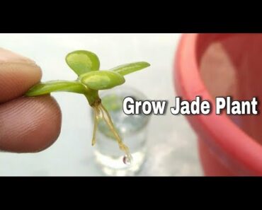 Grow Jet Plant At Home So Easy.