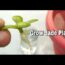 Grow Jet Plant At Home So Easy.