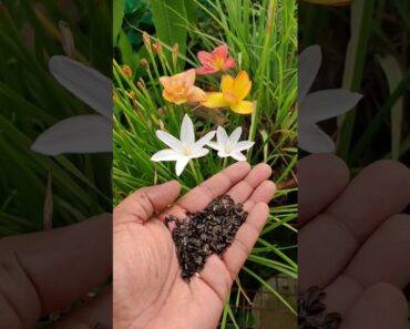 Grow Rain Lily From Seeds| Full Information #shortsvideo  #shorts #short #rain #lily #rainlily