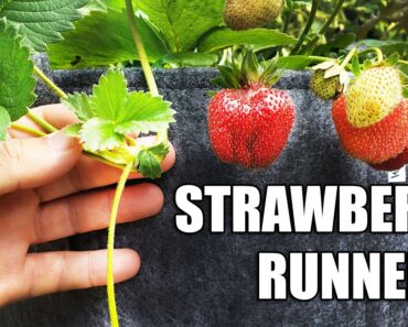 Strawberry Runners – The Definitive Guide