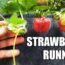 Strawberry Runners – The Definitive Guide