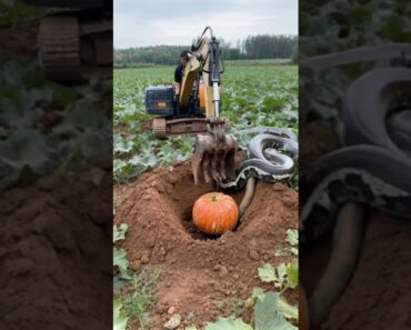 The excavator encountered a python while working in the vegetable garden.