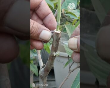 Grafting Guava Trees: A Complete How-To Guide #short #farming #fruit