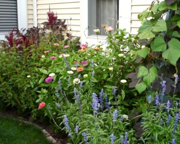 My NO-DIG 🌿 Flower Bed is doing AMAZING!