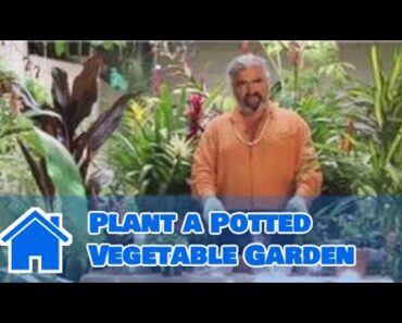 Gardening Help : How to Plant a Potted Vegetable Garden