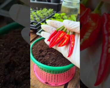 Grow Chilies in 7 Days | Easy Gardening Hack #gardening #chili #nature