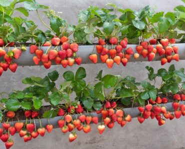 Just 1 water pipe, You can grow super fruit hanging strawberries