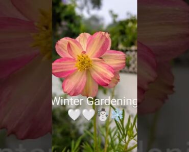 Winter gardening #beeslittlegarden #asthetic #wintergardening #garden