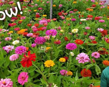 All About Zinnias – Flower Power and Pollinators