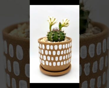 From Tiny Leaves to New Plants! Micro Succulents Made Easy 🌱 #shorts #cactus #plants