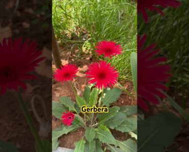 Beautiful Gerbera Daisy #Garden #Gardening #Plants