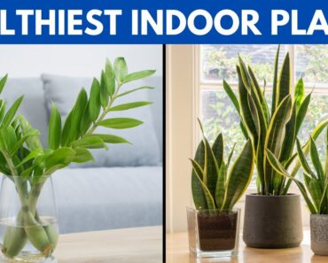 12 of The Healthiest Plants To Have In Your House For A Healthy Lifestyle