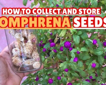 How to Collect and Store Gomphrena Seeds! 🌼#gomphrena #gardening #gardeningtips #flowers #seedsaving