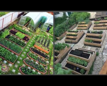 Amazing ideas for vegetable garden – Most stunning collection