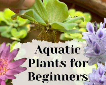 Easy to grow Aquatic plants for Home Garden||Aquatic Plants for Beginners with Low Maintenance