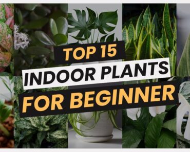 Top 15 Indoor Plants for TOTAL BEGINNERS! 😍 Low-Maintenance Favorites! 🌱