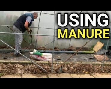 Using Manure in the Garden