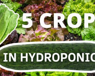 5 Crops You Can Easily Grow In Hydroponics to make money.