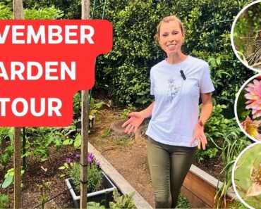 NOVEMBER Vegetable Garden Tour – Plus what to plant now! Spring Gardening in Melbourne, Australia