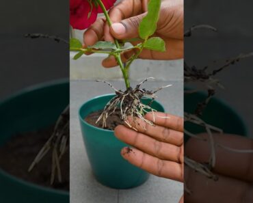 Grow rose tree from flower buds #youtube shorts #shorts