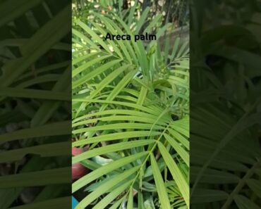 How to care Areca palm #shorts #gardening #plants #planting #gardeningtips #houseplant #indoor