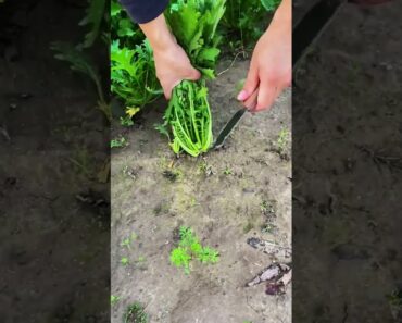 Fresh vegetable stem cutting process- Good tools and machinery can increase work efficiency