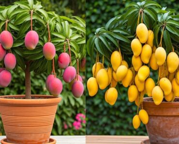 🌿How to Grow Mango Trees Faster for Beginners! #mango #live #gardening