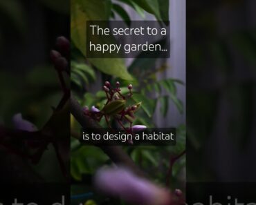 Try this! The secret to a HAPPY garden! 🌱 #gardentips #beneficialinsects