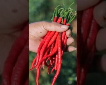 Red chilli harvest in my terrace garden vegetables harvesting #youtubeshorts #viral #happy gardening