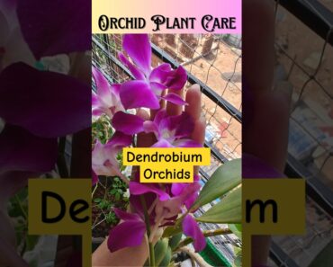 Orchid Plant Care Guide for Beginners | How to grow orchids at home #garden #orchid #shorts #ytshort