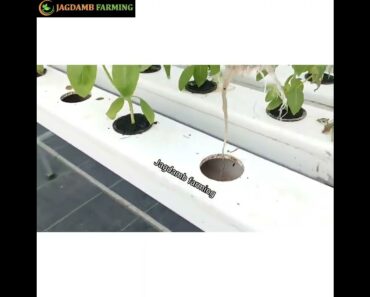 Our 5 tips for growing hydroponic Basil 🌿For more information contact us on 7218511500/9881881500…