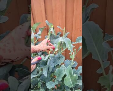 Harvesting bulk broccoli from my vegetable garden