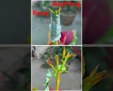 Grow rose grafting#shortvideo #rosegardening #GardenDesign #gardening #Gardening #indoorplants