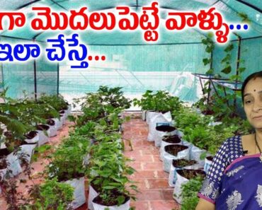 Terrace Gardening for Beginners – Step by Step | Making of Terrace Garden | Ramaa Raavi |SumanTV Mom