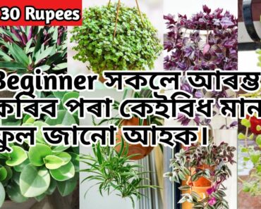 Assamese beginners gardening ideas ॥ assamese flower garden ॥ home gardening ॥ summer flower plants