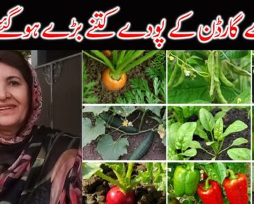 Plants for Home Garden | Home Vegetable Garden Ideas | Indoor Vegetable Garden | Amber Ki Duniya