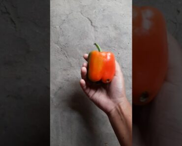 ক্যাপসিকামের বীজ থেকে চারা তৈরী#capsicum #viralvideo #plantforfuture #viralshorts #viralreels