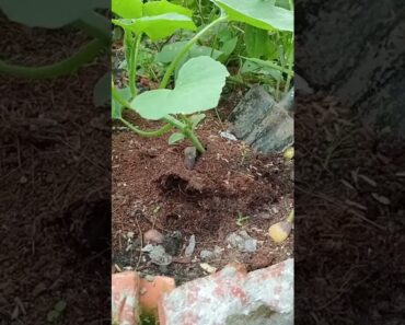 Uprooting young seedlings of winter melon to transplant to the trellis #naturerurallife #gardening