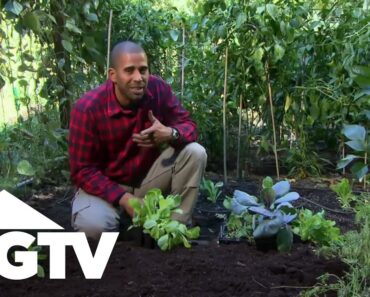 How To Grow a Vegetable Garden | Gardening Tips | HGTV