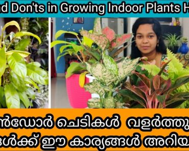 15 Tips to Grow Indoor Plants Healthy | Fertilizer | ഇൻഡോർ ചെടി ഭംഗിയോടെ വളർത്താൻ 15 ടിപ്സ്