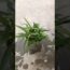 Indoorplants #plants #shorts #youtubeshorts #indoorplants #nature #trending #beginners #gardening