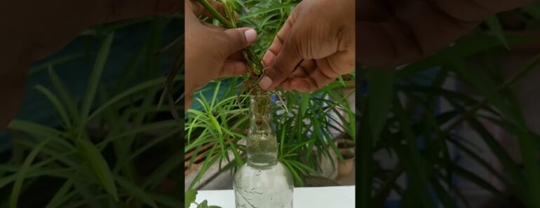 3 hacks for money plant grow in water bottle #moneyplant #virals