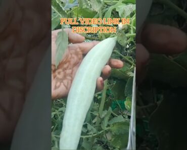 Snake gourd Harvest in our terrace garden #trending #terracegardens #garden #trendingshorts #shorts