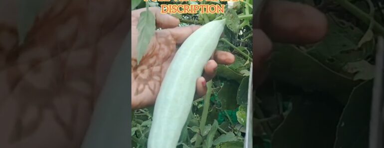 Snake gourd Harvest in our terrace garden #trending #terracegardens #garden #trendingshorts #shorts