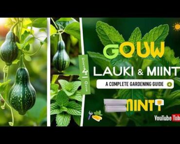 Growing Lauki and Mint at Home: A Complete Gardening Guide 🌱 | Tips & Tricks for Beginners!