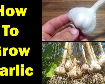 How To Grow Garlic – The Definitive Guide For Beginners