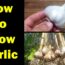 How To Grow Garlic – The Definitive Guide For Beginners