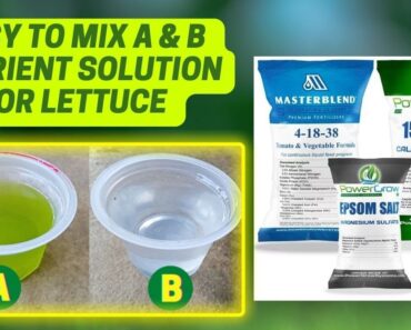 How To Mix Hydroponic Nutrient Solution For Lettuce | Hydroponic Nutrient Solution | Masterblend